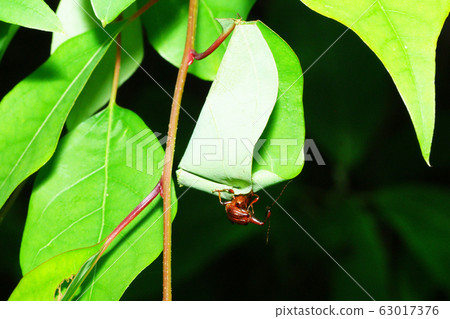 甲蟲與交配的甲蟲(交配) 甲蟲與交配的甲蟲(交配) 63017376