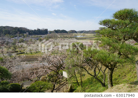 Kairakuen plum Festival 63017940