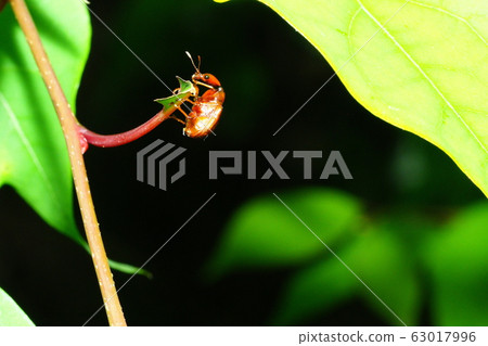 After cutting off the beetle 63017996