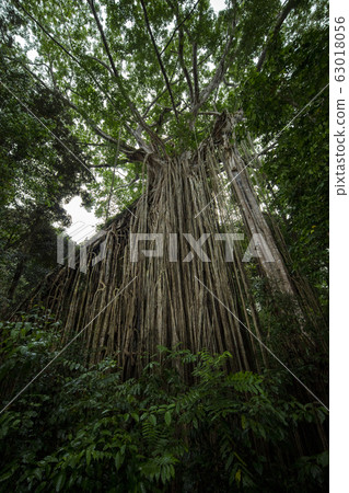 Curtain Fig tree 63018056