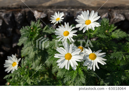 Israel, Beauty, Beauty In Nature, Blossom, 63018064