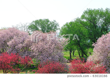 Beautiful cherry blossoms 2003: Colored paper woven with flowers and plants 2003 63018166