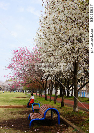 Cherry blossom viewing 63018637