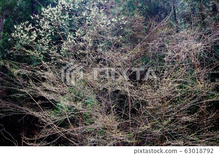 Beautiful cherry blossoms 2003: Colored paper woven with flowers and plants 2003 63018792