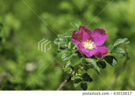箱根濕花園 63018817