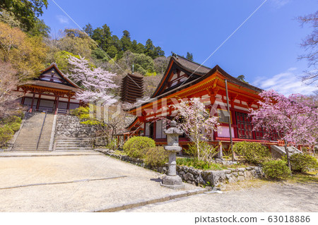 丹山神社的櫻花園 63018886