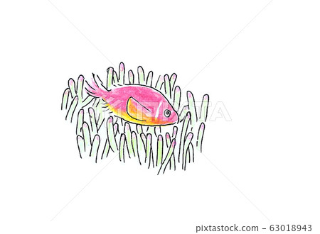 Hanabira Anemone fish Hanabira Anemone fish 63018943