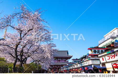 Tokyo cityscape in Japan cherry blossoms in full bloom, Sensoji Temple = April 3, 2019 63018944