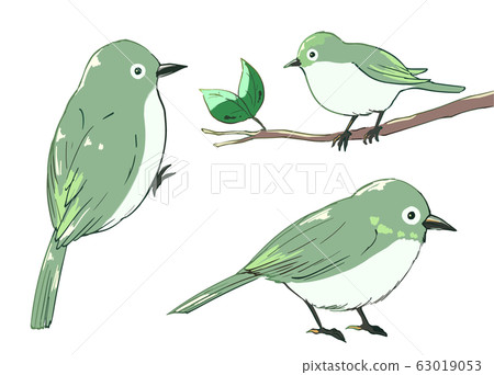 White-eye White-eye 63019053