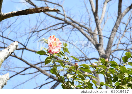 茶花“福建花虹膜” 2/2 茶花“福建花虹膜” 2/2 63019417