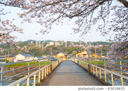 Cherry Blossoms   63019635