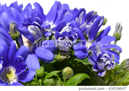 瓜葉菊，白色背景，花朵圖像素材 63019647