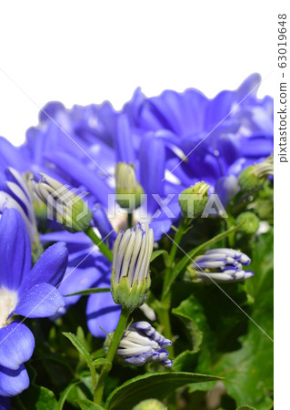 瓜葉菊，白色背景，花朵圖像素材 63019648