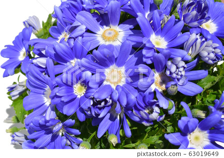 瓜葉菊,白色背景,花朵圖像素材 瓜葉菊,白色背景,花朵圖像素材 63019649