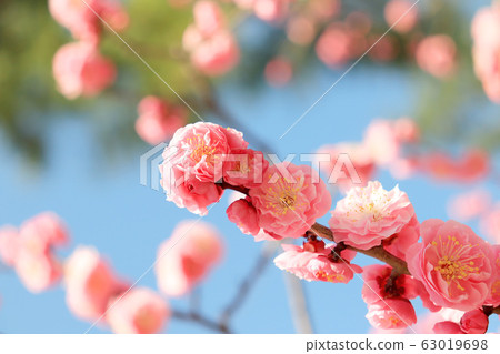 梅花 63019698