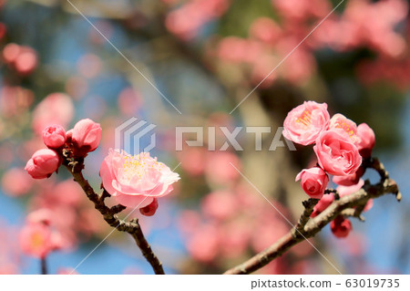Plum blossom Plum blossom 63019735