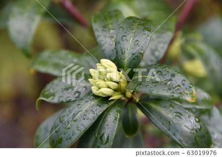 下沉的花 63019976