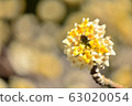 Mitsumata flower pictures 63020054