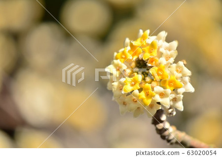 Mitsumata flower pictures 63020054