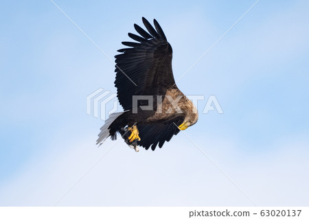 白尾鷹確認獵物 63020137