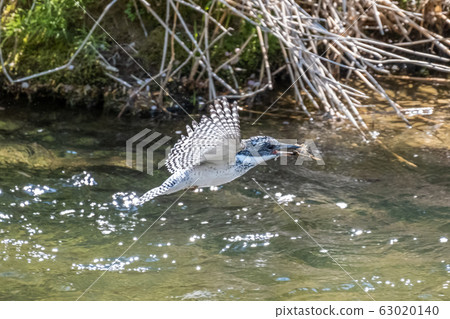 Yamasemi帶著獵物飛 63020140