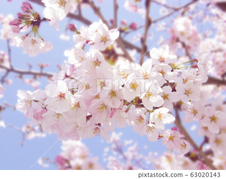 映襯在藍天下的一些吉野櫻花盛開。 63020143
