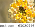 Close-up of Mitsumata flower 63020546