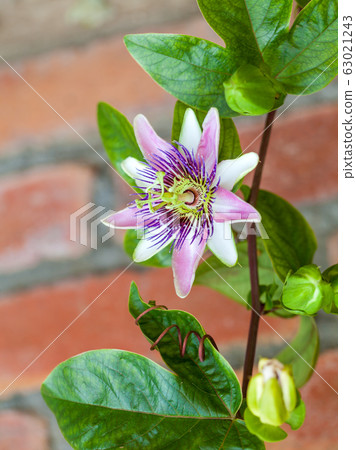 西番蓮西番蓮 63021243