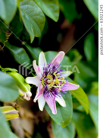 西番蓮西番蓮 63021245