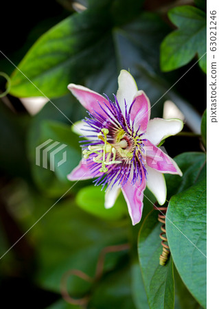 Passionflower Passion Flower 63021246