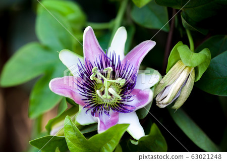 西番蓮西番蓮 63021248