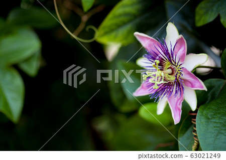 Passionflower Passion Flower 63021249