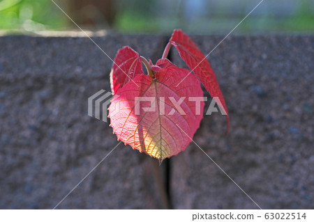 Red leaf of Oobabenashiwashi which came out of the block wall 63022514