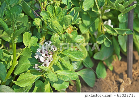 白蠶豆花 63022713