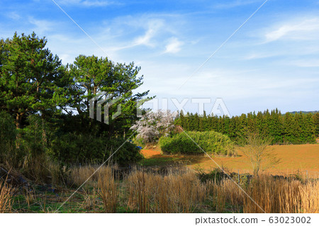 櫻花,櫻花,獨立,田野 櫻花,櫻花,獨立,田野 63023002