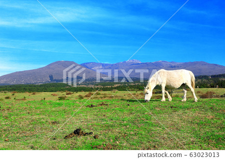 Horse pasture, Hallasan, Meadow, Pasture, Field, Horse, Jeju Horse, White Horse Horse pasture, Hallasan, Meadow, Pasture, Field, Horse, Jeju Horse, White Horse 63023013