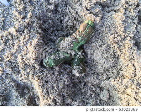 Jack russell terrier drown out 3 green dry Dog poops on sandy beach background, Close up & macro shot, Dog life concept Jack russell terrier drown out 3 green dry Dog poops on sandy beach background, Close up & macro shot, Dog life concept 63023369