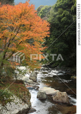 河津七成的秋葉 63023533