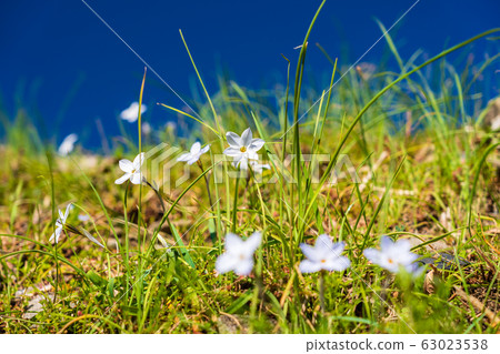 Spring little flower Hananira 63023538