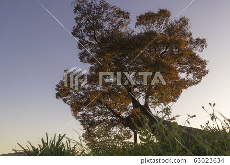 It is the autumnal leaves of zelkova called the sacred tree of Taga Taisha Shrine in Shiga Prefecture, and Oimorimori. It is the autumnal leaves of zelkova called the sacred tree of Taga Taisha Shrine in Shiga Prefecture, and Oimorimori. 63023634