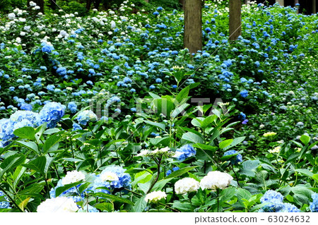 hydrangea hydrangea 63024632
