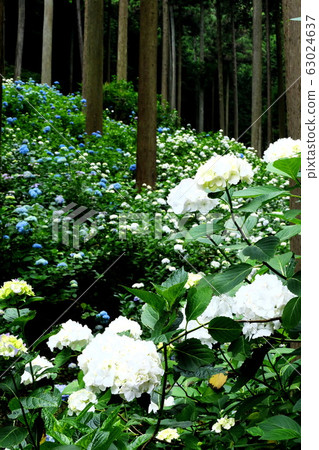 山繡球花 63024637