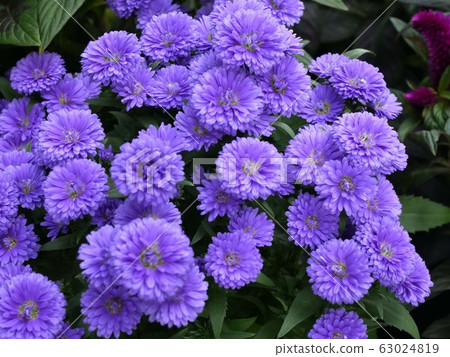 鍋媽 鍋媽 63024819