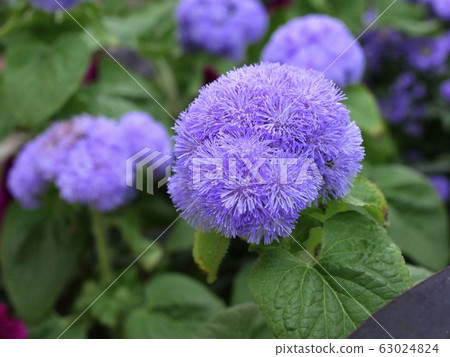 Agelatum Agelatum 63024824