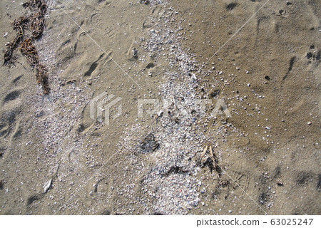 Shellfish and sandy beach Shellfish and sandy beach 63025247