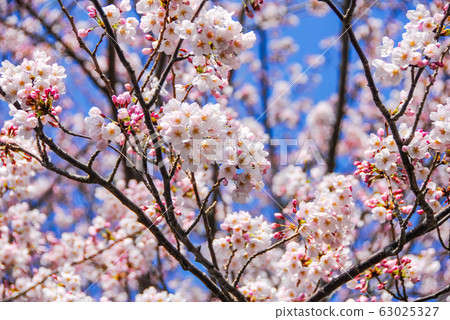 Atami Onsen, cherry blossoms in full bloom 63025327
