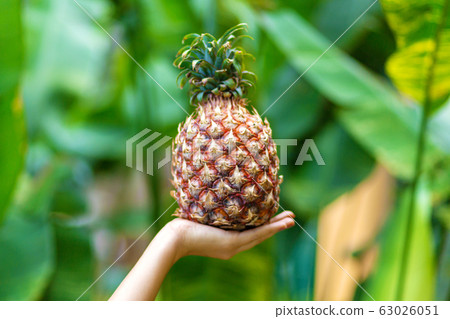 Girl holds ripe pineapple fruit on a background of Girl holds ripe pineapple fruit on a background of 63026051