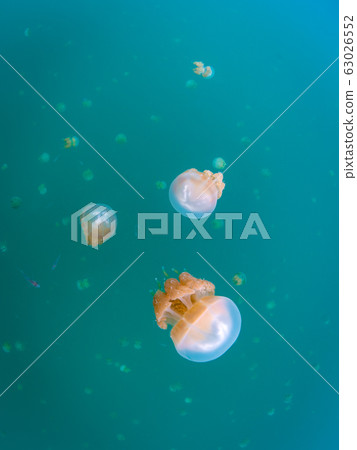Tako jellyfish 63026552