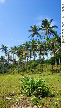 Tropical palm trees on a background of blue sky. Tropical palm trees on a background of blue sky. 63026971
