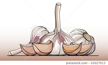 Vector illustration of bulb garlic on a line. Vector illustration of bulb garlic on a line. 63027013